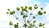 Pryšec zapeklitý (Euphorbia saratoi) – detail